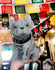 Mascota French Bulldog Reposado Tequila 750ml - Pre Sale